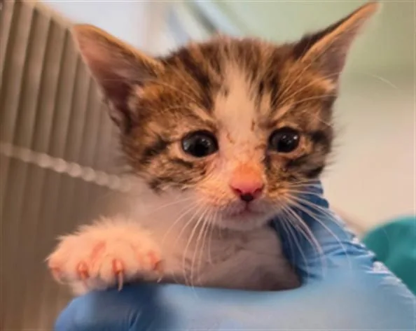 A baby small-sized female Domestic Short Hair cat named Ivy for adoption in Oklahoma City, OK