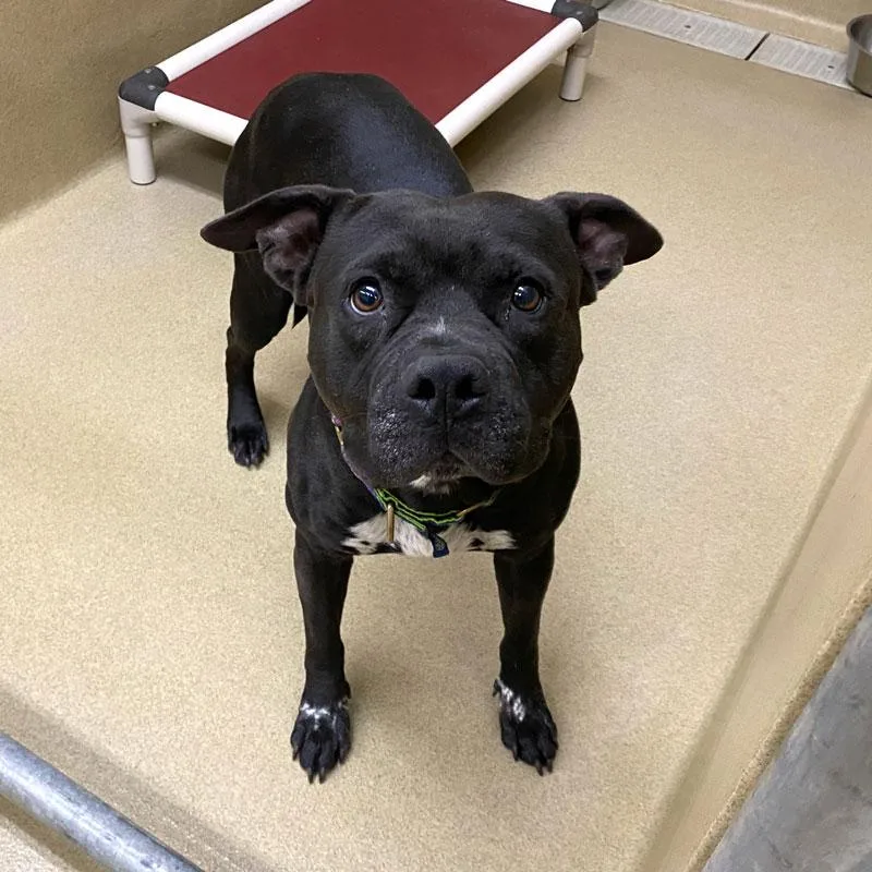 An adult medium-sized male Black Pit Bull Terrier dog named Fulton for adoption in Monroe, GA