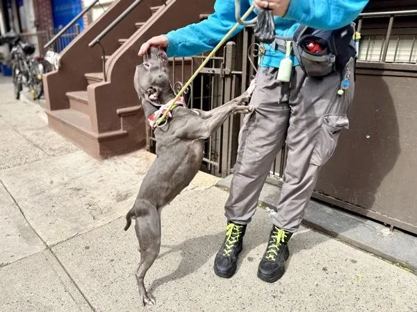 An adult medium-sized female Mixed Breed dog named Princess for adoption in New York, NY