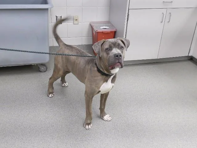 A young medium-sized male Mastiff dog named Poet for adoption in Omaha, NE