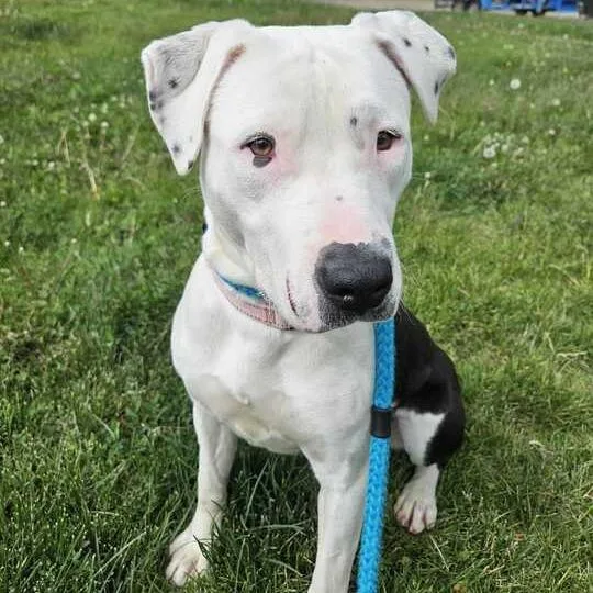 A young medium-sized female White / Cream Mixed Breed dog named Pez Candy for adoption in Davenport, IA