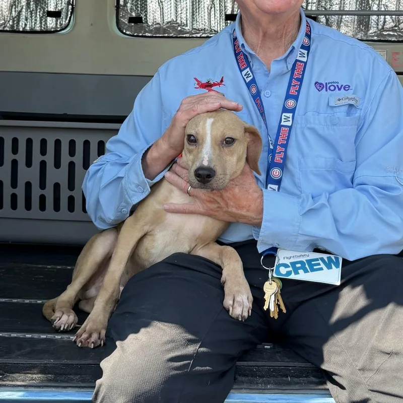 A baby medium-sized male Yellow / Tan / Blond / Fawn Coonhound dog named Norman for adoption in Bend, OR