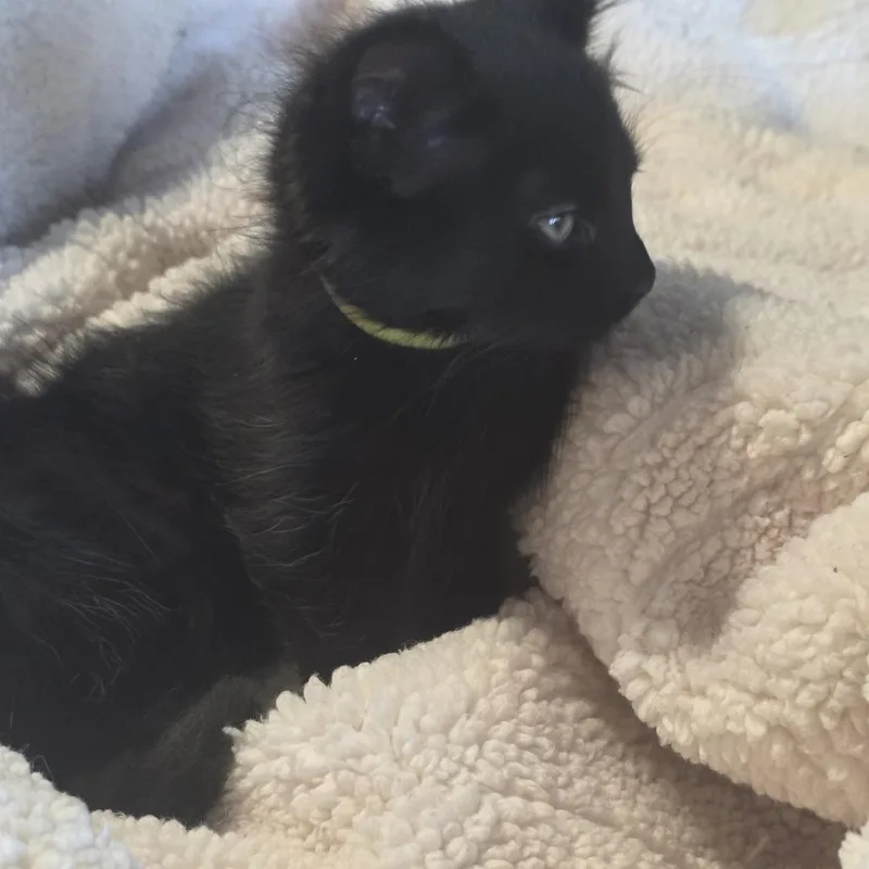 A baby small-sized male Black Domestic Short Hair cat named Steve for adoption in Houston, TX
