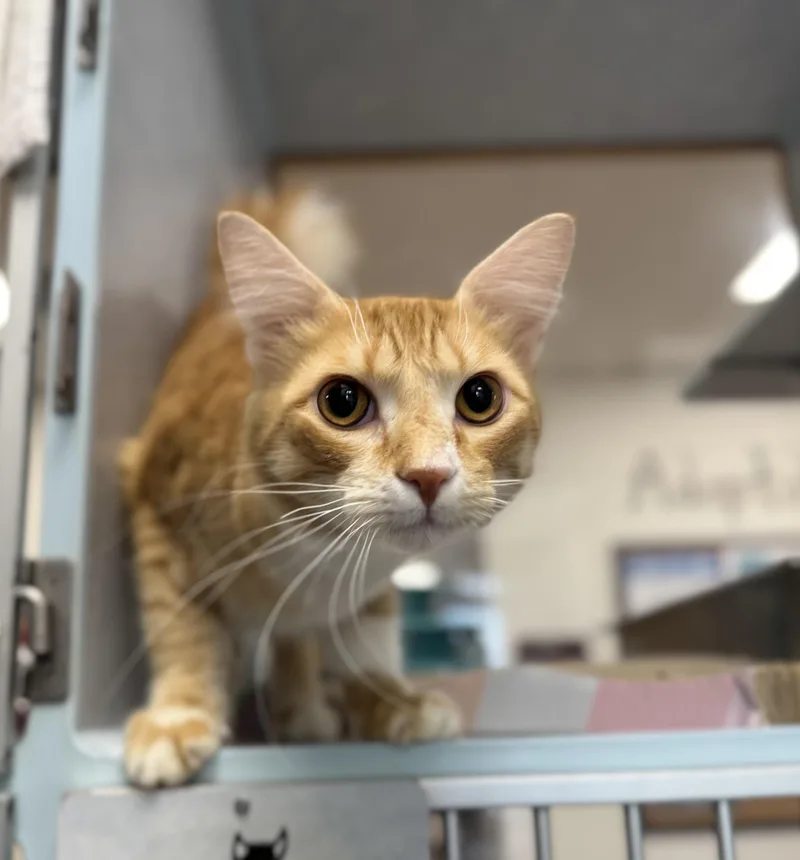 A young medium-sized male Orange & White Domestic Short Hair cat named Stanley for adoption in Eagle, CO