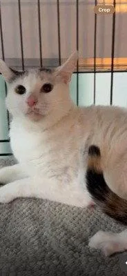 An adult medium-sized female Domestic Short Hair cat named Survi for adoption in Herndon, VA