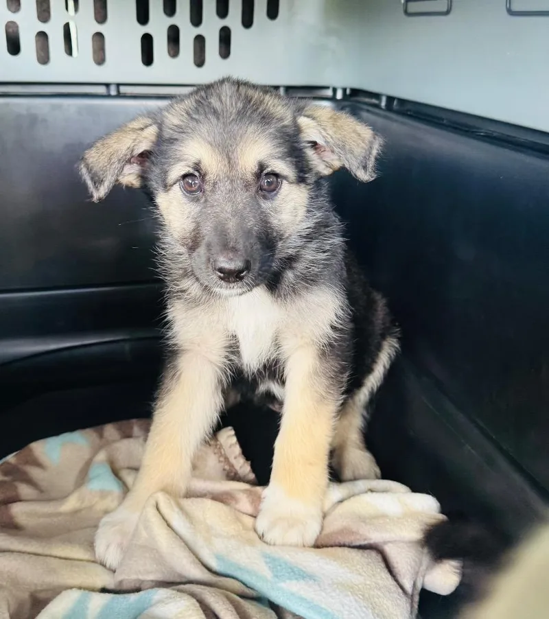 A baby large-sized female German Shepherd Dog dog named Hildi for adoption in Claremore, OK
