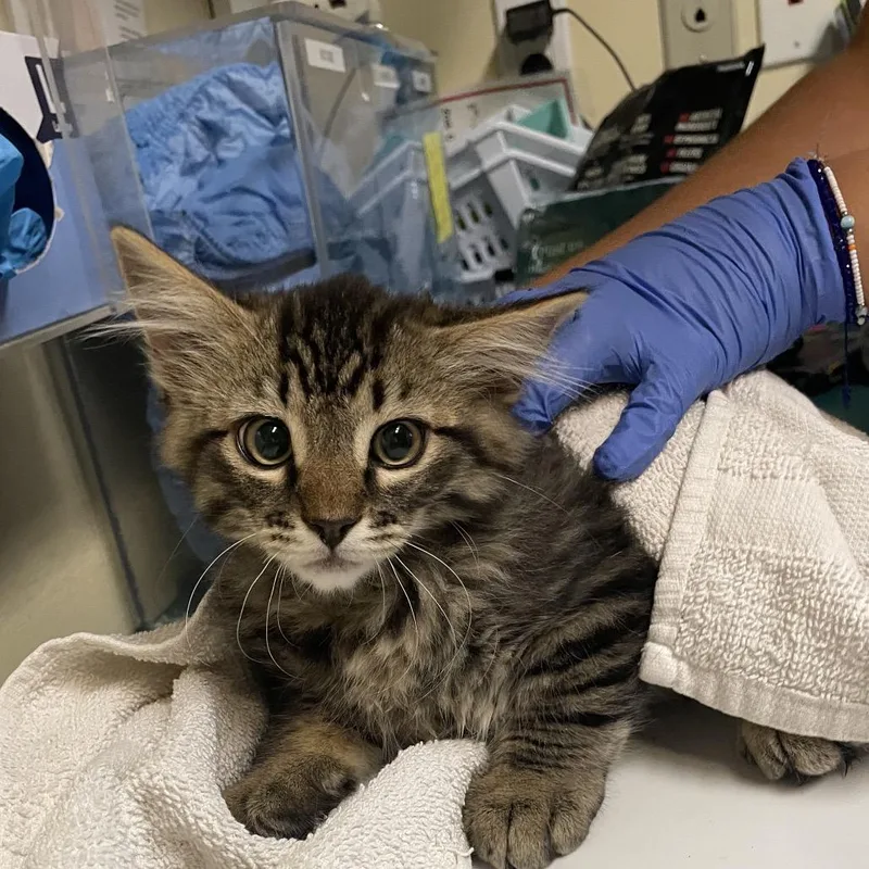 A baby small-sized male Brown / Chocolate Domestic Medium Hair cat named Luis Romo for adoption in Pasadena, CA