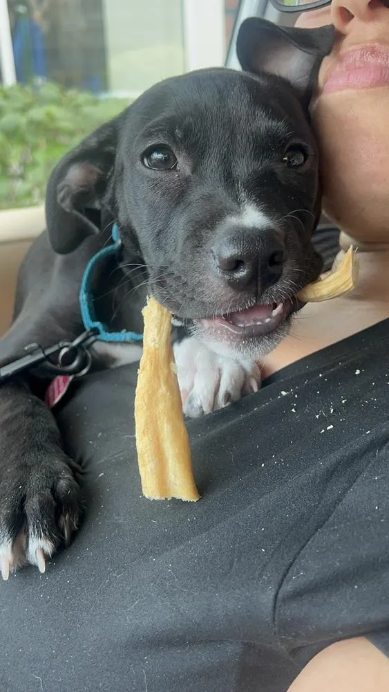 A baby medium-sized female Pit Bull Terrier dog named Angelica for adoption in Manhattan, NY