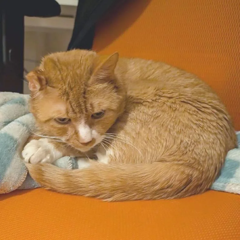 A senior large-sized male Orange / Red Domestic Short Hair cat named Kuku for adoption in Providence, RI