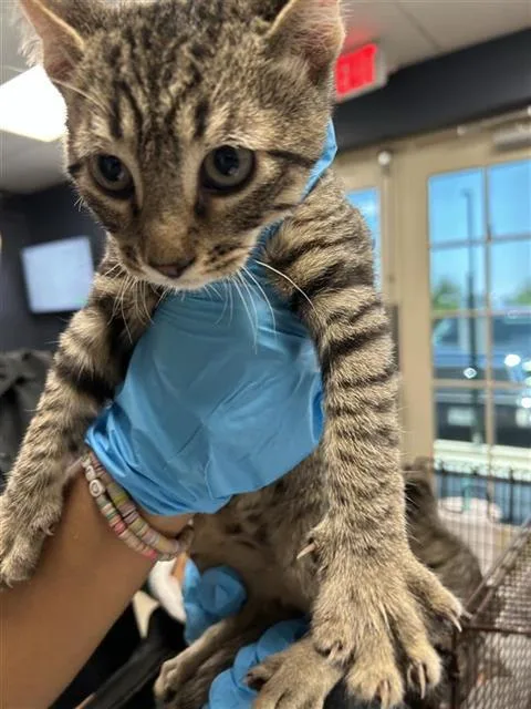 A baby small-sized female Domestic Short Hair cat named Hilda for adoption in San Antonio, TX