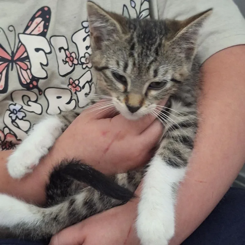 A baby small-sized male Brown / Chocolate Domestic Short Hair cat named Captain for adoption in Grantsville, UT