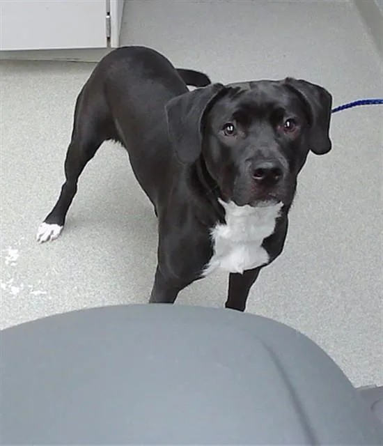 A young small-sized male Labrador Retriever dog named Tonka for adoption in Omaha, NE