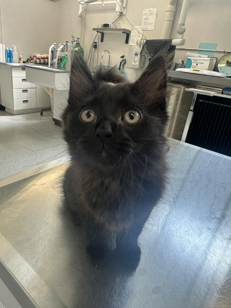 A baby small-sized male Domestic Long Hair cat named Cyclone for adoption in Grand Rapids, MI