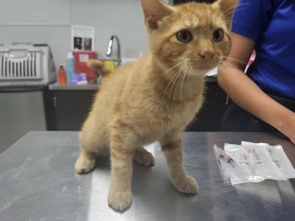 A baby small-sized male Domestic Short Hair cat named Kd  Pudding for adoption in Lawrenceville, GA