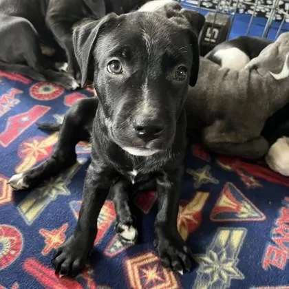 A baby medium-sized female Terrier dog named Stella for adoption in Elk Grove Village, IL