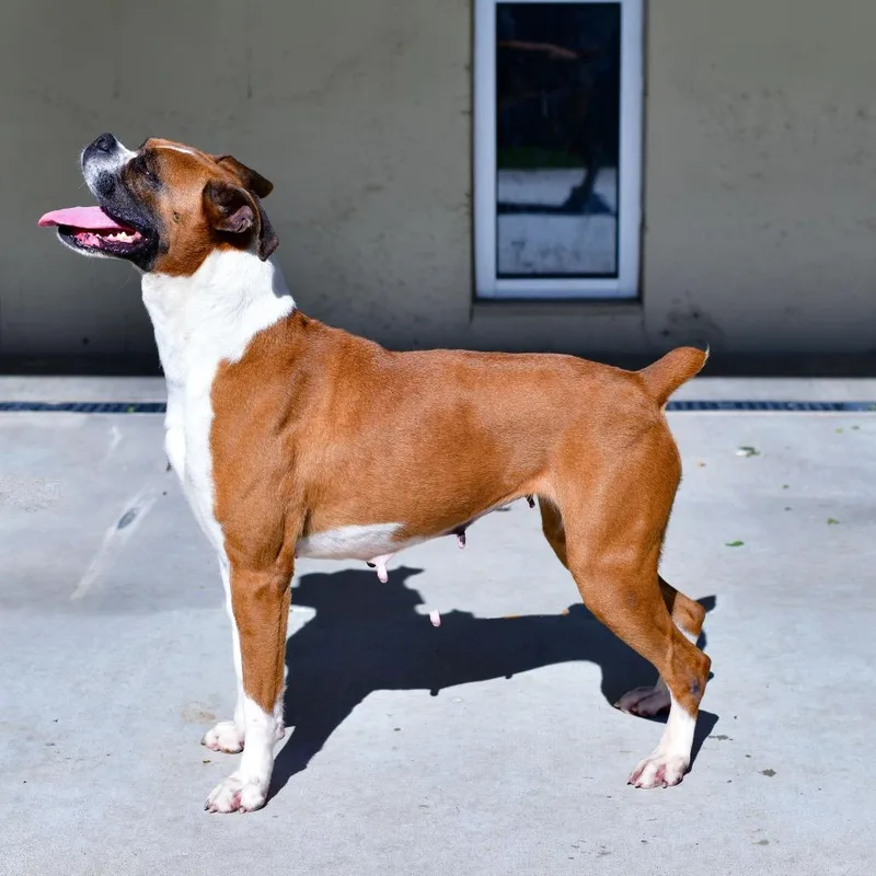 A senior medium-sized female Red / Chestnut / Orange Boxer dog named Wilma for adoption in Ottawa, KS