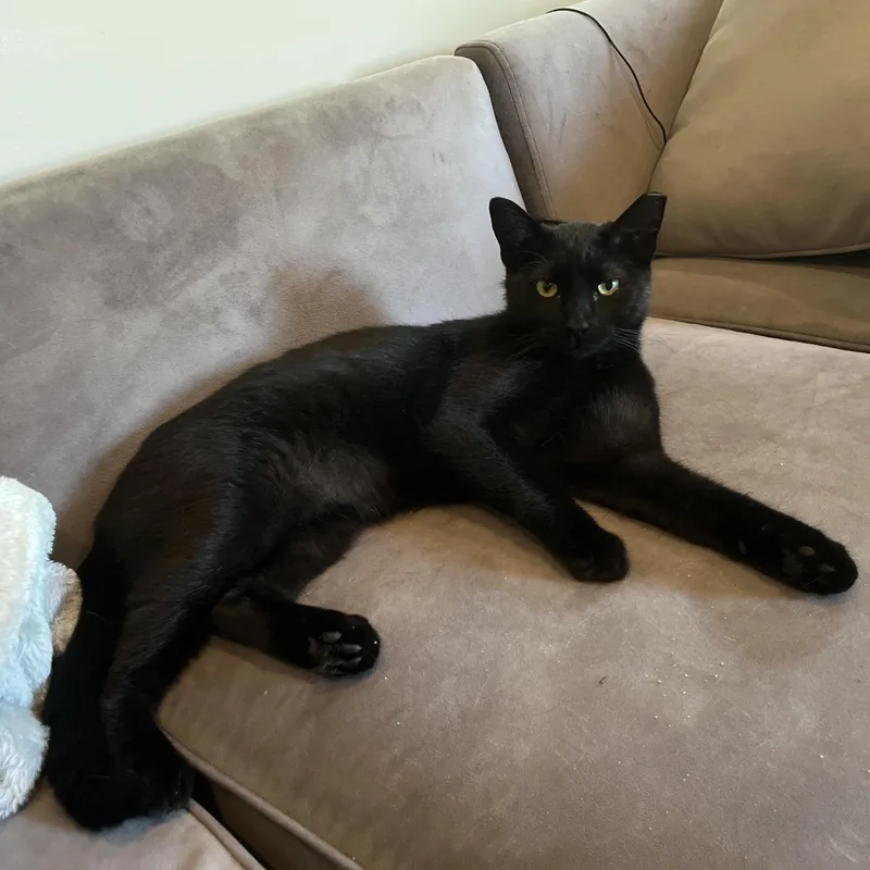 Sable