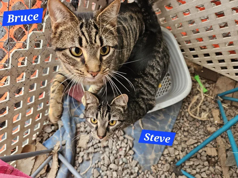 Steve Rogers   thumbnail 2