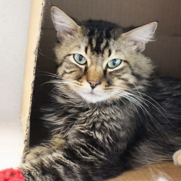 Leo  Bonded Buddy