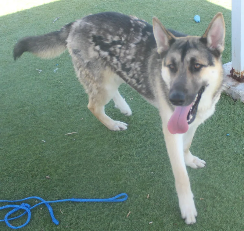 A young medium-sized male Shepherd dog named Sam for adoption in Wasco, CA
