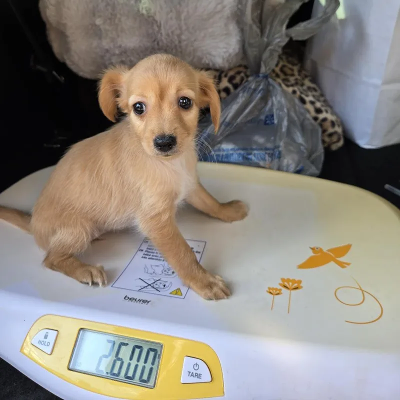 HF Puppy