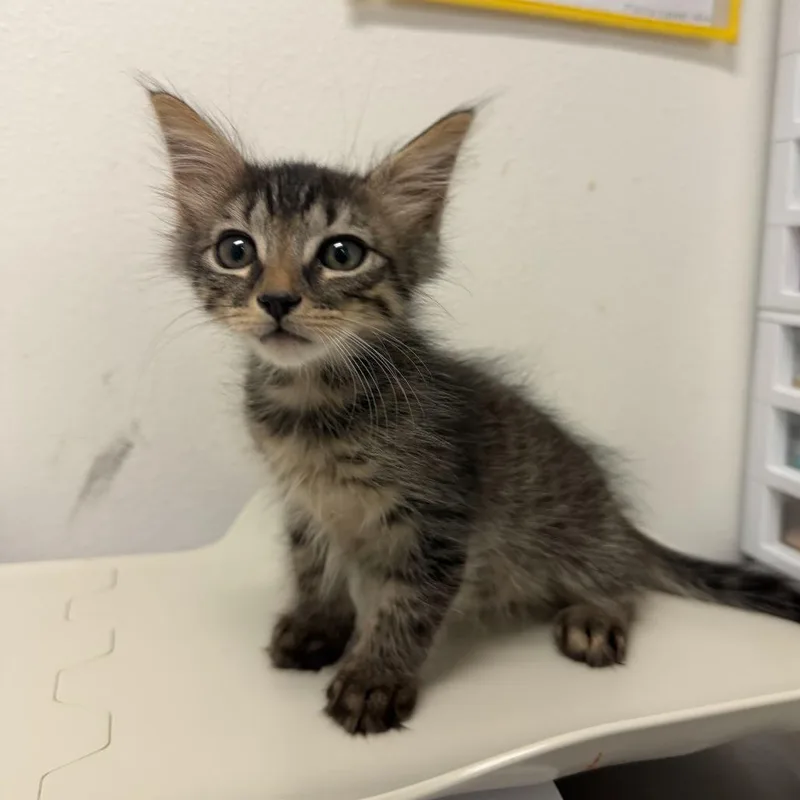 A baby small-sized male Domestic Short Hair cat named Demarcus for adoption in Edinburg, TX