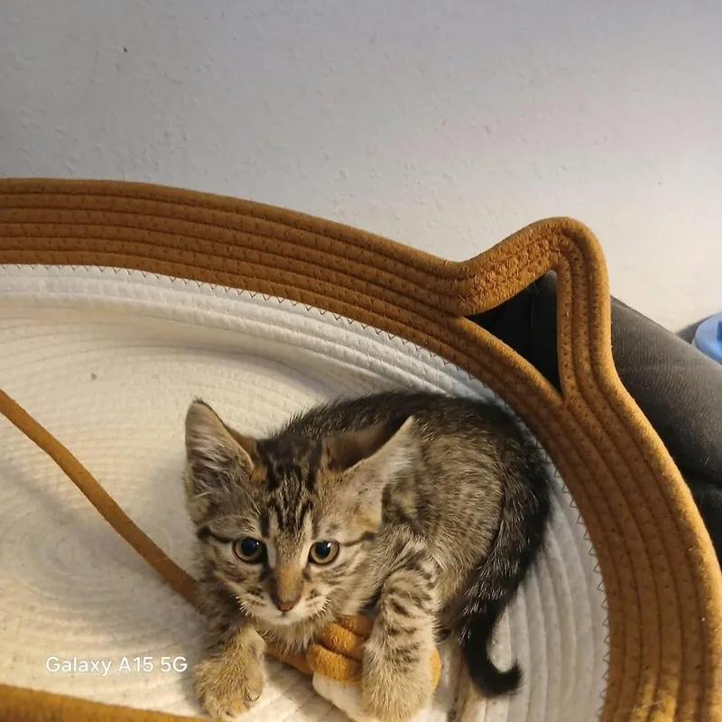 A baby small-sized male Domestic Short Hair cat named Maverick for adoption in Shawnee, OK