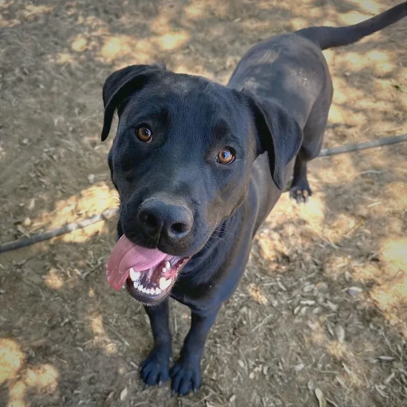 An adult medium-sized male Rottweiler dog named Zane for adoption in Deerfield, IL