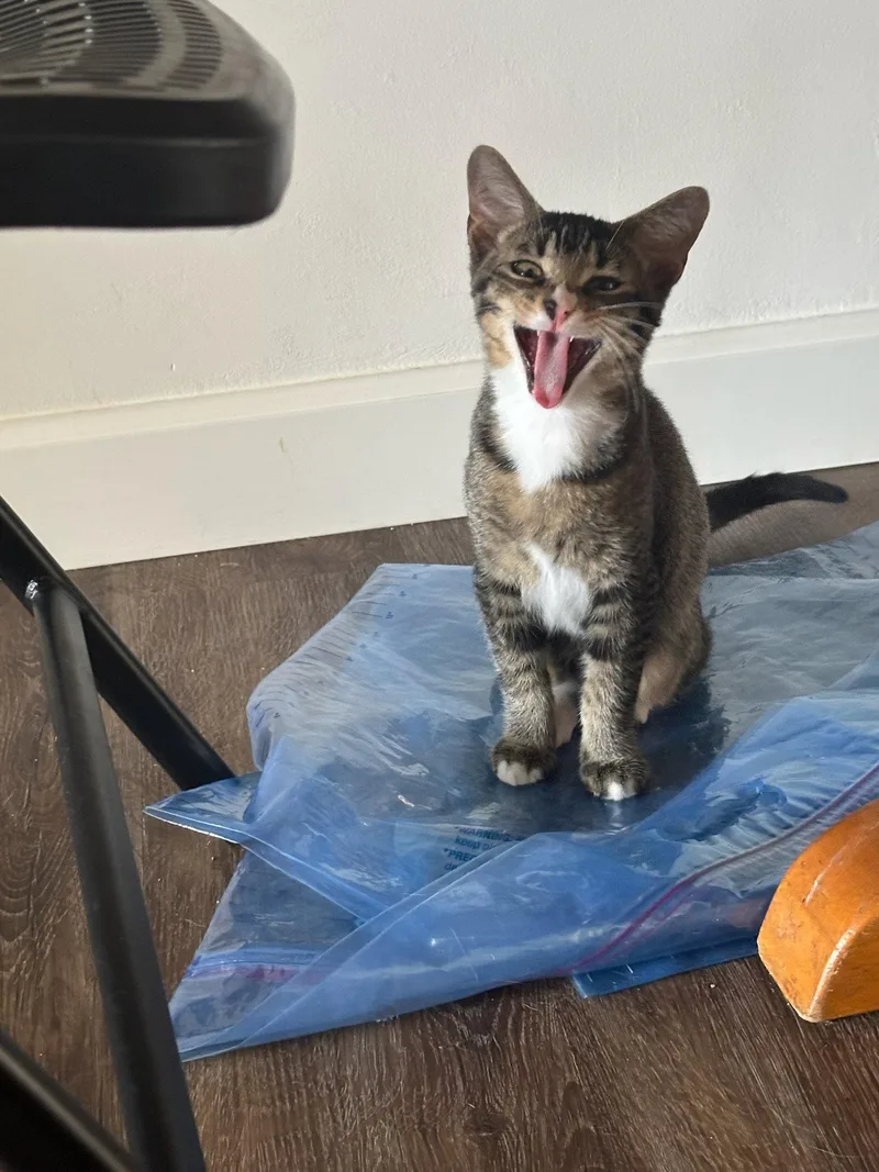 A baby medium-sized male Domestic Short Hair cat named Moses for adoption in Broomall, PA