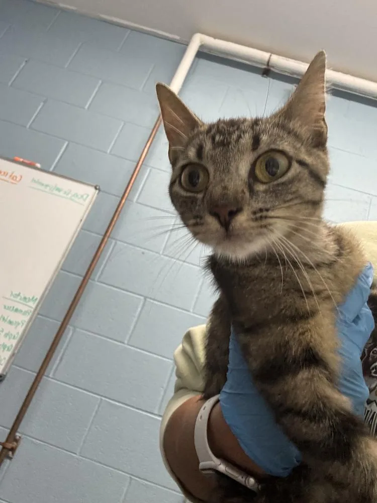 An adult small-sized female Tabby (Brown / Chocolate) Domestic Short Hair cat named Biscotti for adoption in Evansville, IN