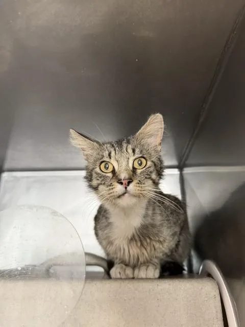 A young medium-sized male Domestic Short Hair cat named Truman for adoption in San Bernardino, CA