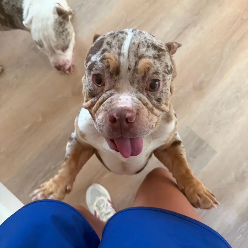 An adult medium-sized male Yellow / Tan / Blond / Fawn English Bulldog dog named Frankie for adoption in Montgomery, TX