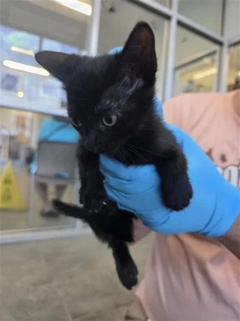 A baby small-sized female Domestic Short Hair cat named Marci for adoption in San Antonio, TX