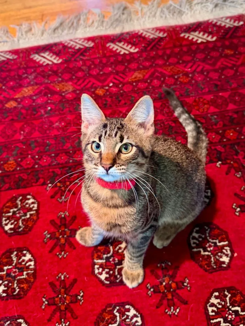 A baby medium-sized male Tabby (Buff / Tan / Fawn) Domestic Short Hair cat named Gucci for adoption in Houston, TX