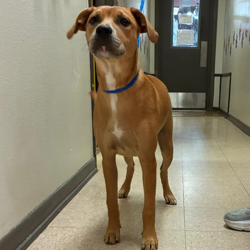A young medium-sized male Mixed Breed dog named Wiley for adoption in Bryan, TX