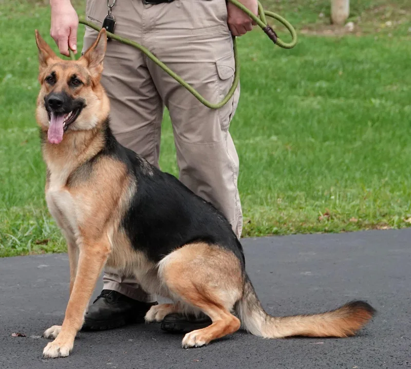 A young medium-sized female Black German Shepherd Dog dog named Sadie for adoption in Millfield, OH