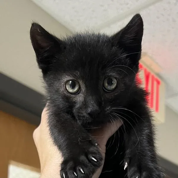 A baby small-sized male Domestic Short Hair cat named Boo for adoption in Sioux City, IA