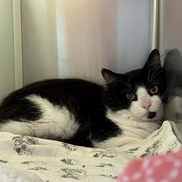 A young small-sized male Domestic Short Hair cat named Clover for adoption in Boston, MA