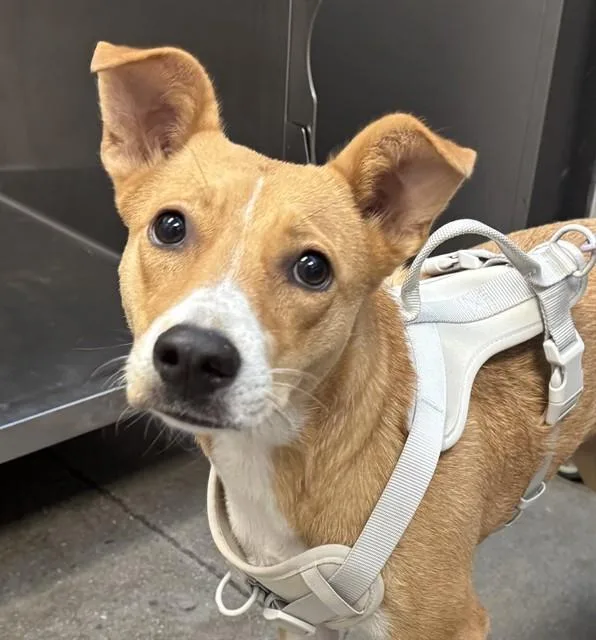 A young medium-sized female Carolina Dog dog named Nala for adoption in Tucson, AZ