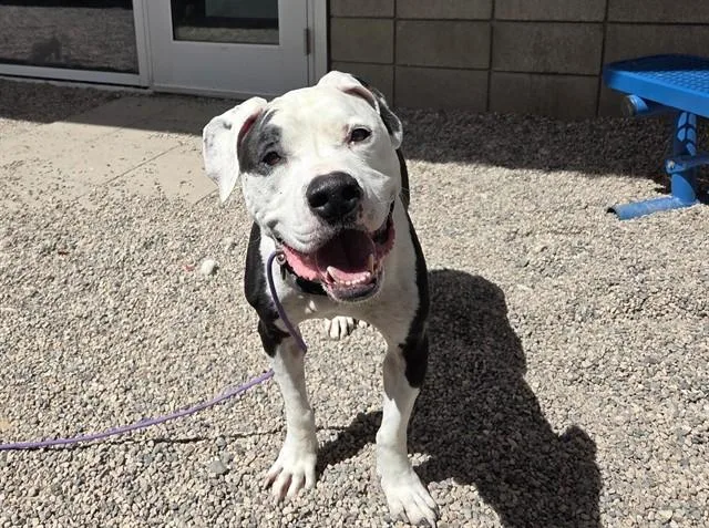 An adult large-sized male Staffordshire Bull Terrier dog named Gilbert for adoption in Mesa, AZ