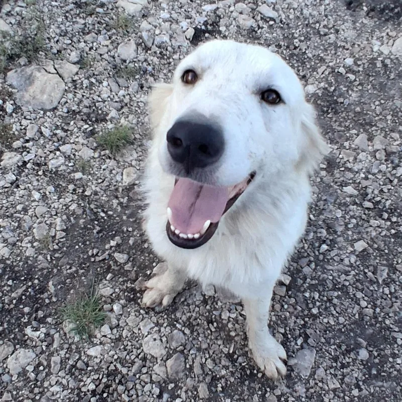 A young medium-sized male White / Cream Labrador Retriever dog named Calvin for adoption in Boerne, TX