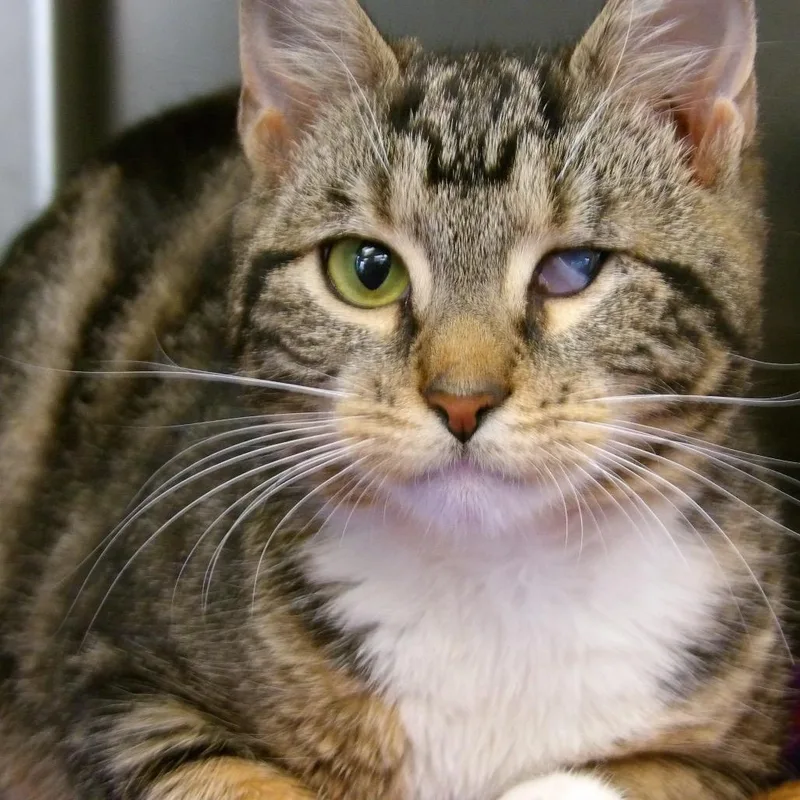 An adult medium-sized female Brown / Chocolate Domestic Short Hair cat named Wink for adoption in Newark, NJ
