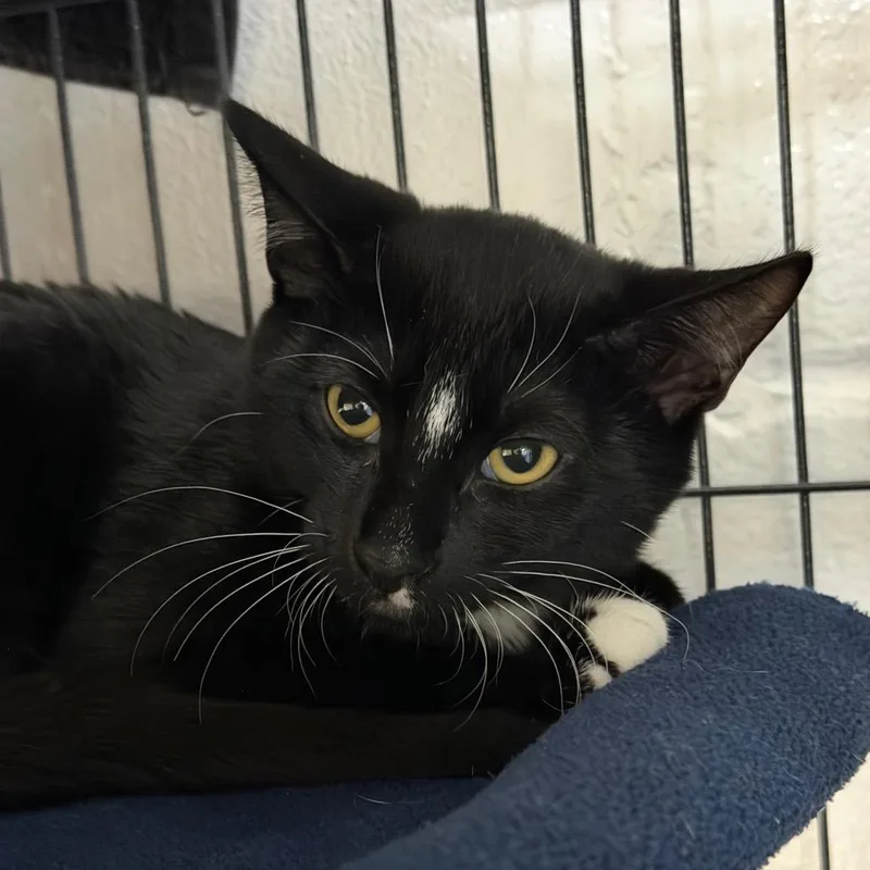 A baby medium-sized male Domestic Short Hair cat named Buggy for adoption in Hampton Bays, NY