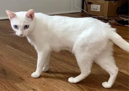 A young small-sized female Domestic Short Hair cat named Alaska   `a for adoption in Columbia, SC