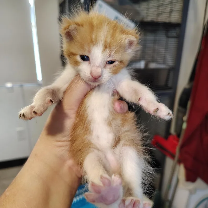 A baby small-sized male Orange / Red Domestic Short Hair cat named Tortilla for adoption in Osawatomie, KS