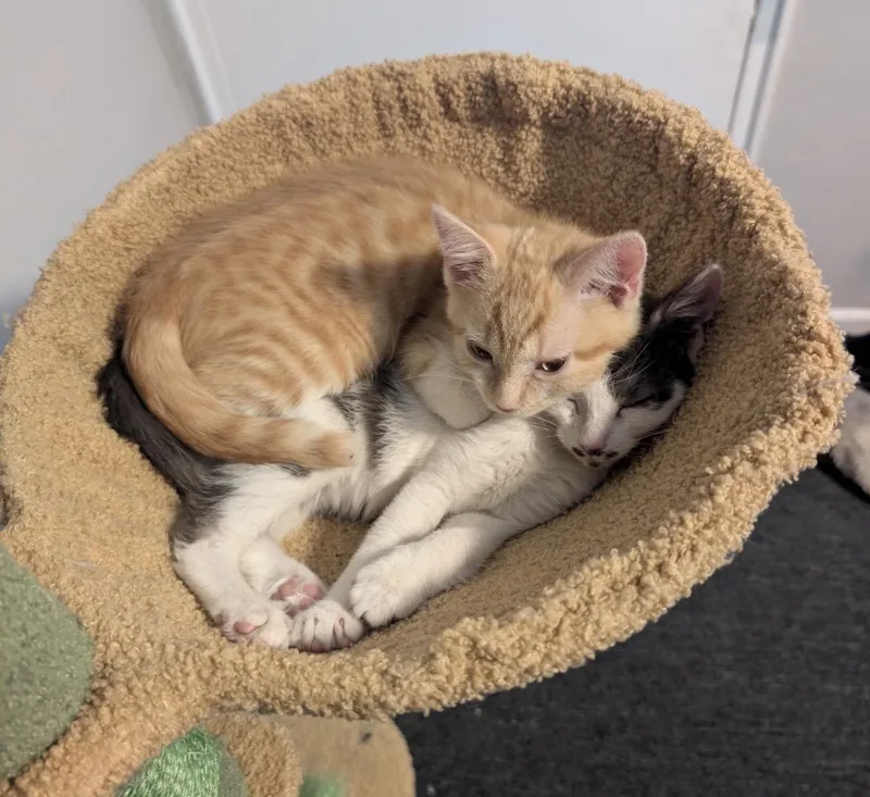 A baby medium-sized male Tabby (Orange / Red) Domestic Short Hair cat named Zeus for adoption in Maineville, OH