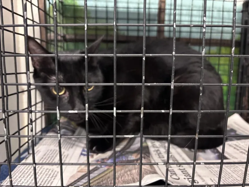 An adult medium-sized female Domestic Medium Hair cat named Vicky for adoption in Houston, TX