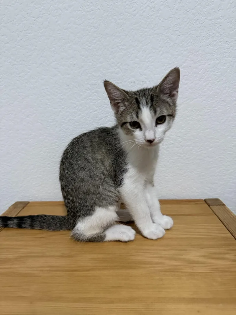 A baby medium-sized female Gray & White Domestic Short Hair cat named Beret for adoption in Las Vegas, NV