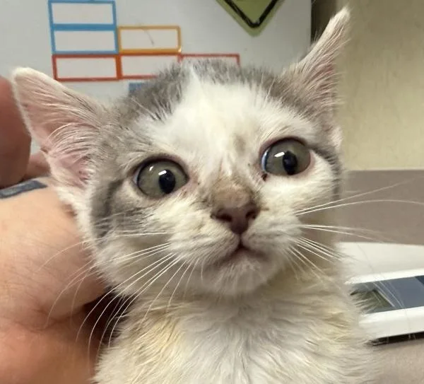 A baby small-sized female Domestic Short Hair cat named Agave for adoption in Salisbury, MD