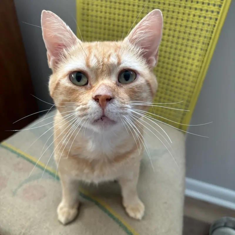 An adult medium-sized male Orange / Red Domestic Short Hair cat named Chad for adoption in Brownsboro, AL
